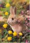 Preview: Oster-Postkarte Hase im Blumenbeet